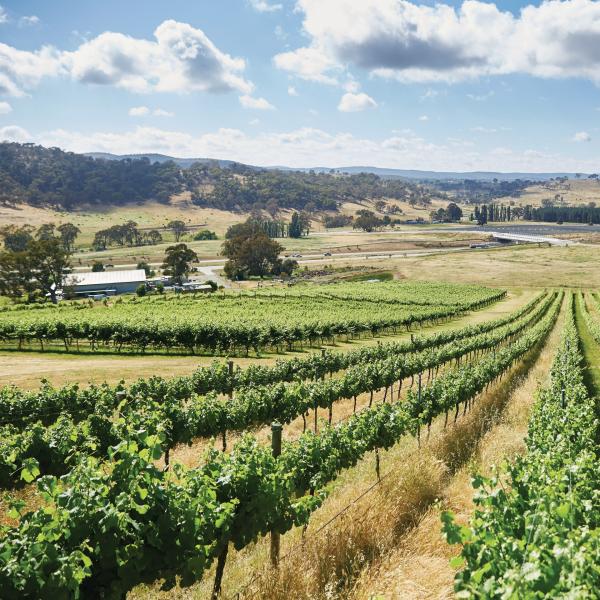 Vue sur Mount Majura Vineyard, Majura, Territoire de la capitale australienne © Stuart Miller
