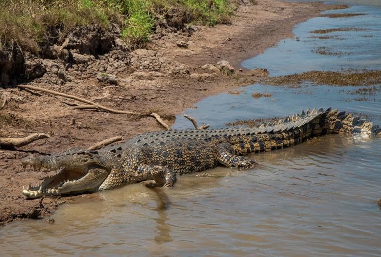 Crocodile, Corroboree Billabong Wetland Cruises, Marrakai, Territoire du Nord © Edwin Lais