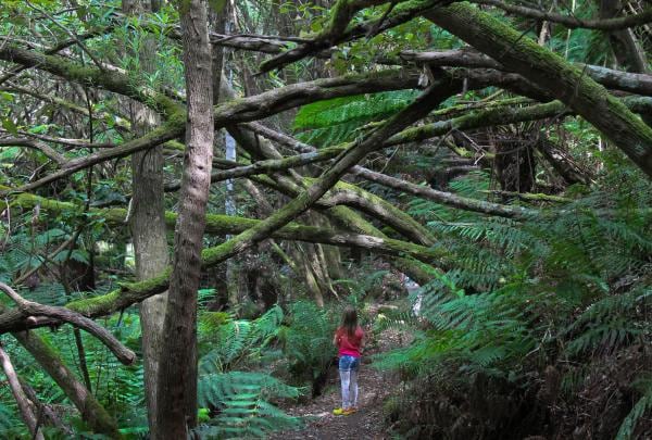 Myrtle Gully Track à Mont Wellington/kunanyi, Tasmanie © Tourism Tasmania & Kathryn Leahy