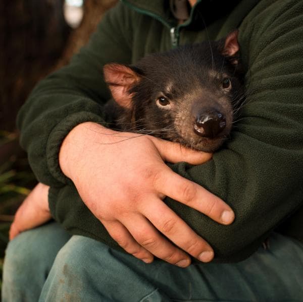Diable de Tasmanie au Bonorong Wildlife Park à Brighton, Tasmanie © Joe McNally Photography