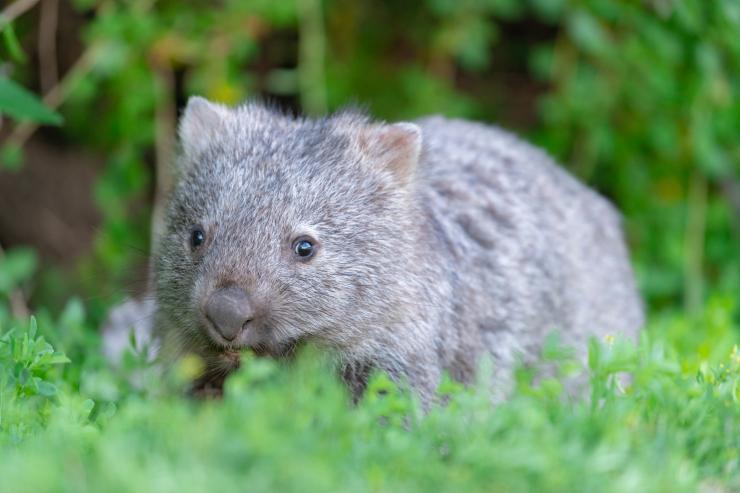 Wombat broutant dans les bois © Visit Victoria