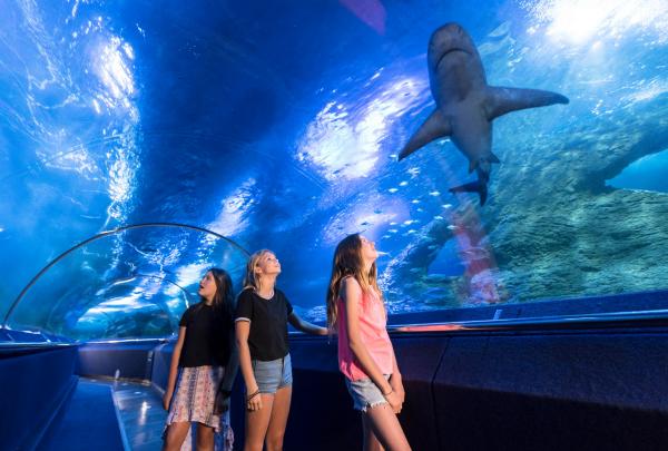 Aquarium d'Australie Occidentale, Perth, WA © AQWA