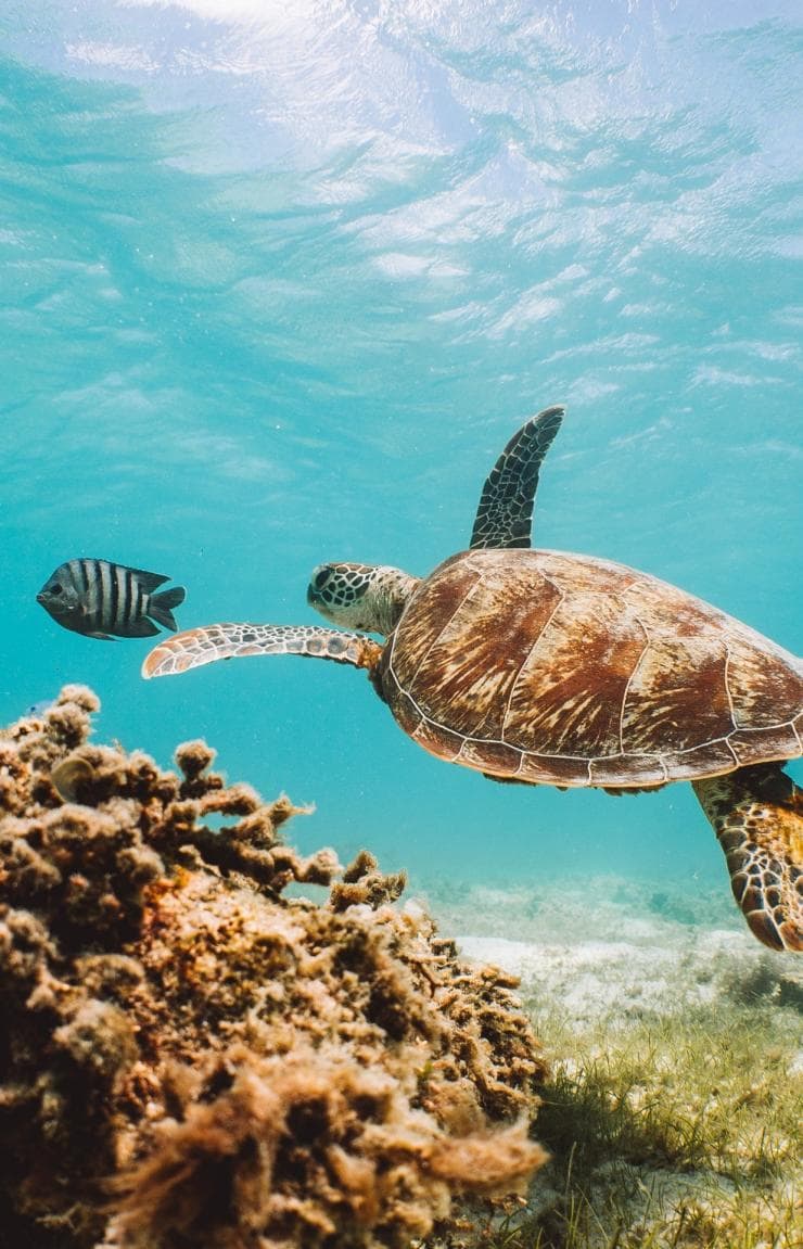 Lizard Island, Grande Barrière de Corail, QLD © Tourism Australia