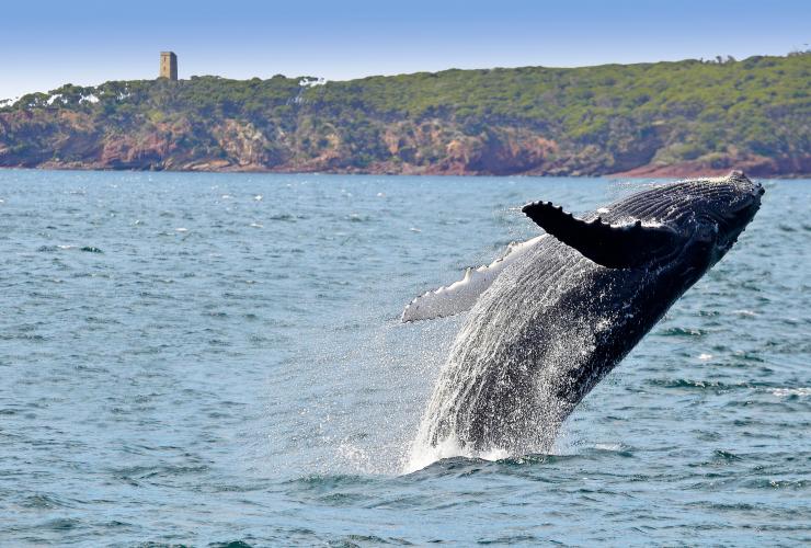 Baleine à bosse sautant hors de l'eau à Eden, NSW © Warwick Kent avec l'aimable autorisation de Sapphire Coast Tourism