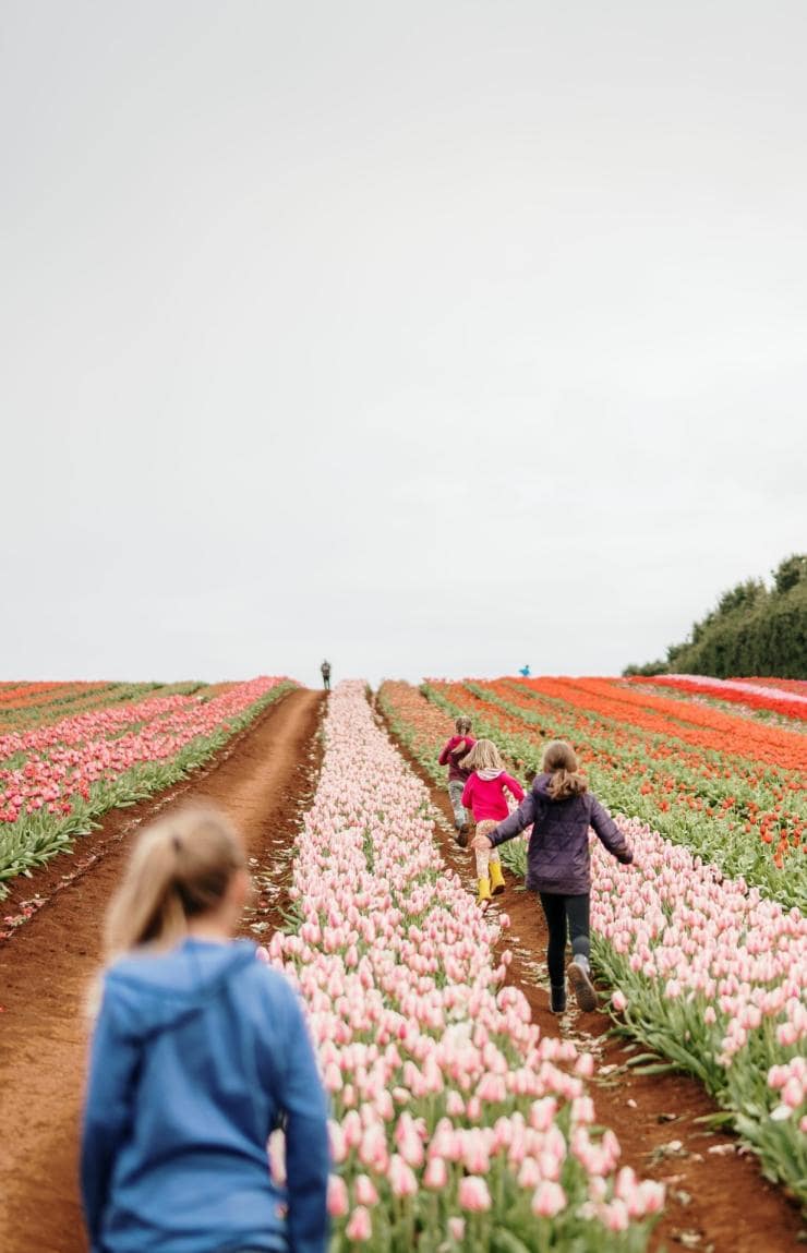 Table Cape Tulip Farm, Wynyard, Tasmanie © Tourism Australia