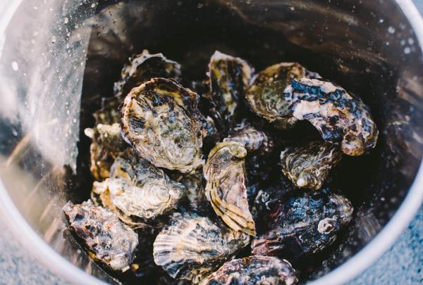 Huîtres, Tasmanian Seafood Seduction, Pennicott Wilderness Journeys, Bruny Island, TAS © Tourisme Australie