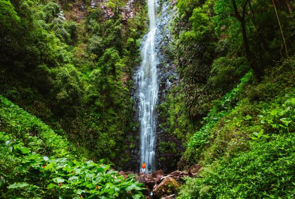 Cascade se déversant le long d'un mur de verdure © Tourism and Events Queensland/Reuben Nutt
