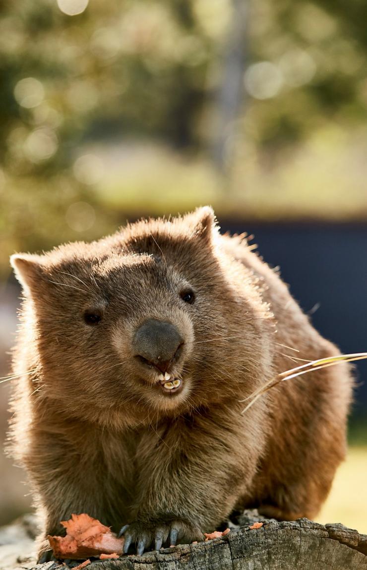 Wombat, Symbio Wildlife Park, Helensburgh, NSW © Destination NSW