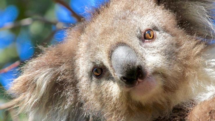 Koala, Echidna Walkabout Nature Tours, You Yangs, VIC © Echidna Walkabout Nature Tours