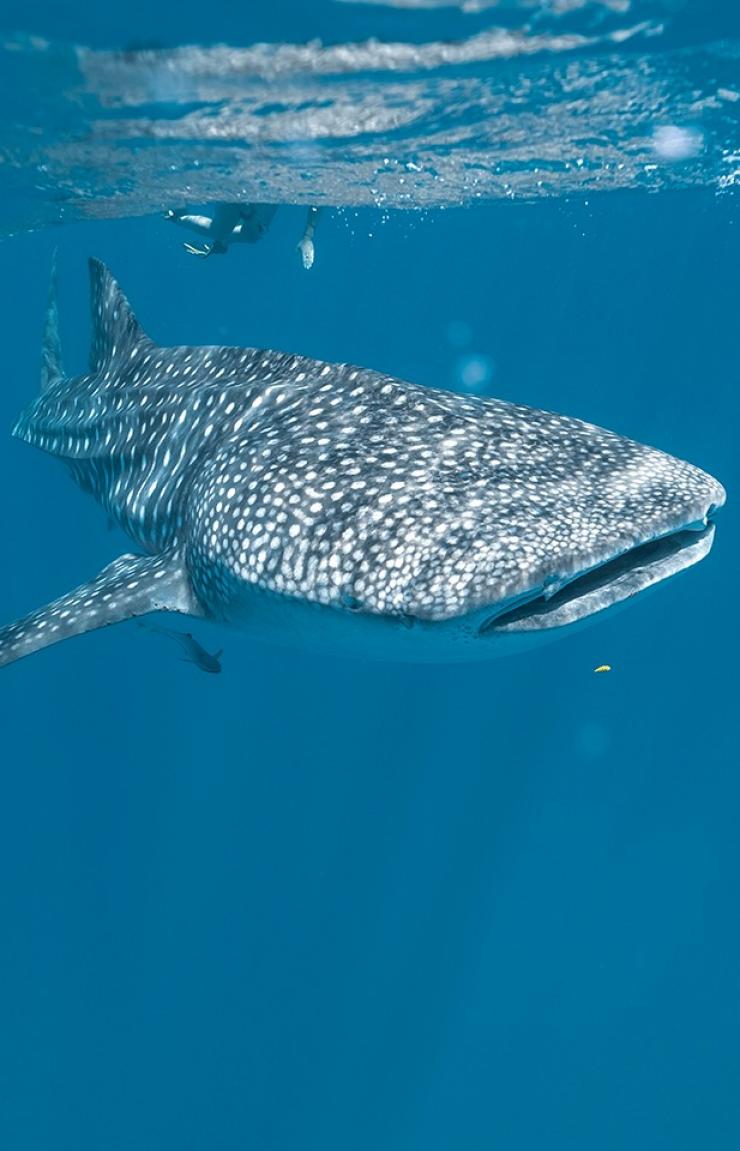 Nager sous l'eau avec des requins baleines près d'Exmouth en Australie Occidentale © Tourism Australia