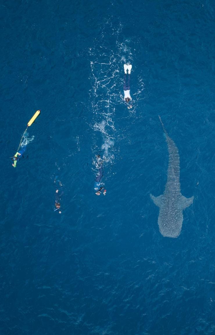 Une vue aérienne d'un groupe de personnes nageant à proximité d'un requin baleine à la surface de l'océan avec Ningaloo Discovery, Ningaloo Reef, Coral Coast, Australie Occidentale © Tourism Australia 