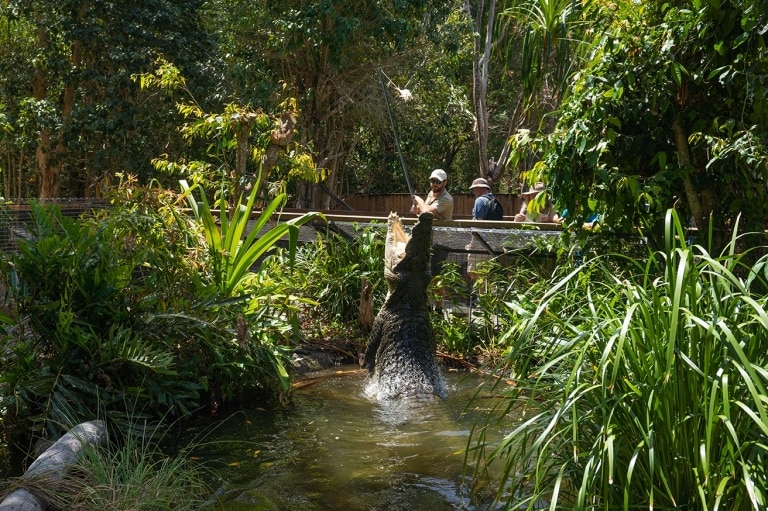 Crocodile sautant hors de l'eau à Hartley's Creek Crocodile Adventures dans le Queensland © Tourism Australia