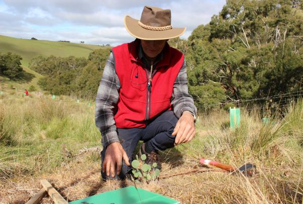 Homme plantant un nouvel arbre lors de la Journée de Préservation de la Koala Clancy Foundation © Koala Clancy Foundation