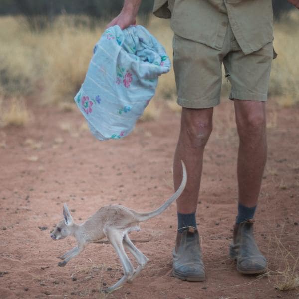 Bébé kangourou sautant devant un guide touristique au Kangaroo Sanctuary, NT © Tourism NT/Matt Glastonbury 2017