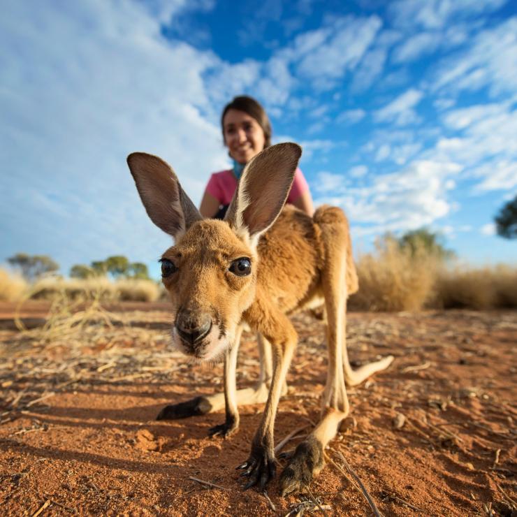 Bébé kangourou regardant l'objectif de l'appareil photo, NT © Tourism NT/Shaana McNaught 2016