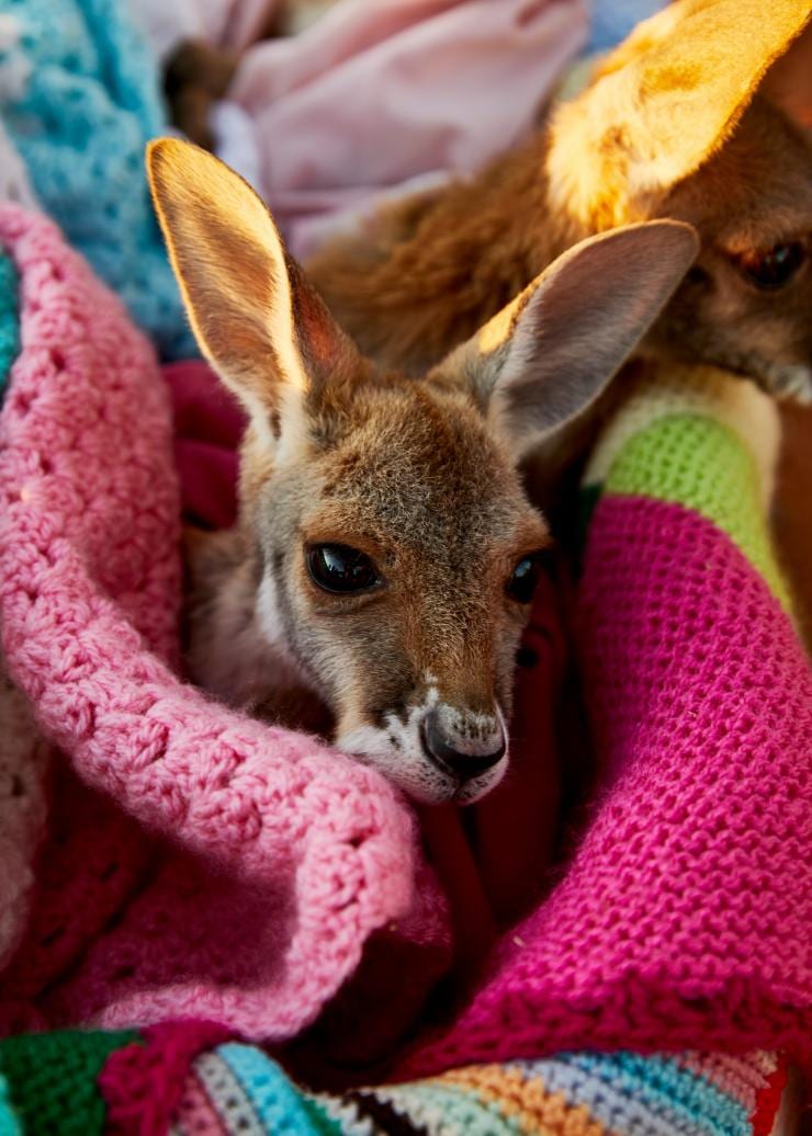 Bébé kangourou dans une couverture, The Kangaroo Sanctuary, NT © Tourism Australia