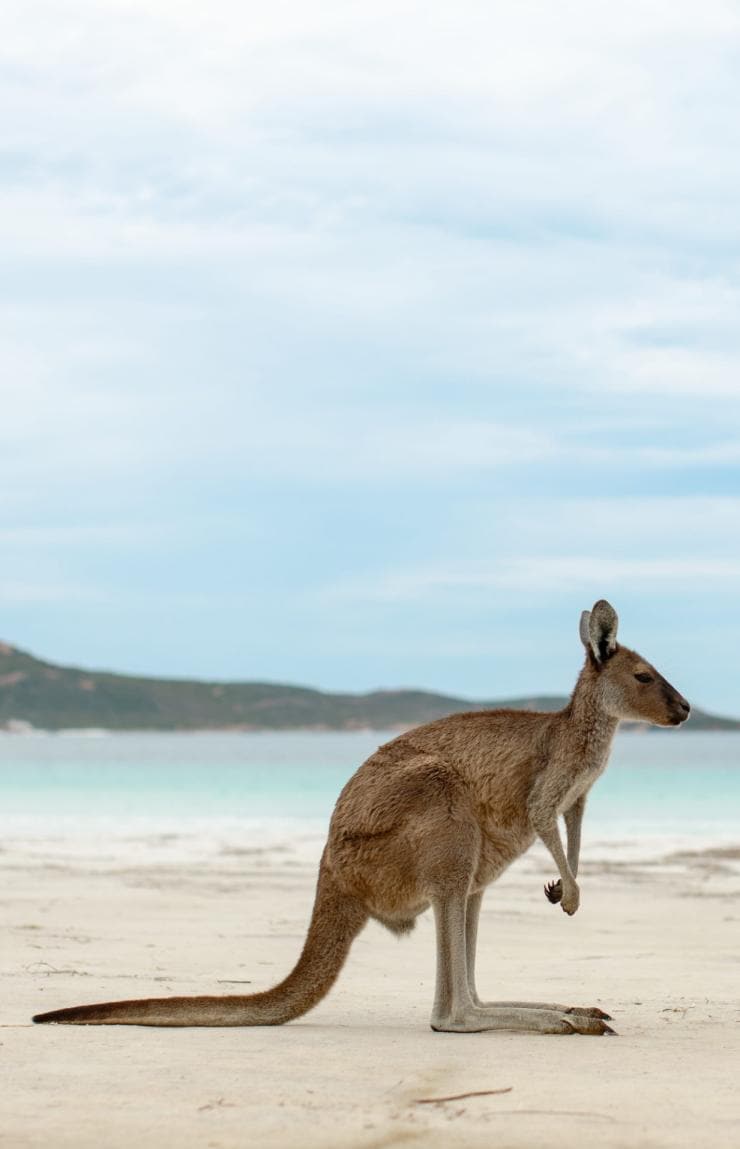Une femme admire un kangourou sur une plage de sable blanc à Lucky Bay, Esperance, Australie Occidentale © Tourism Australia