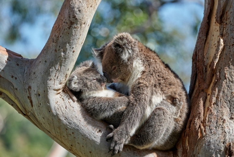 Koalas se blottissant sur un arbre au Mount Lofty en Australie du Sud © George Papanicolaou