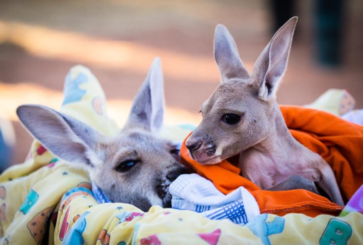The Kangaroo Sanctuary, Alice Springs, Territoire du Nord © Tourism NT/Jewels Lynch