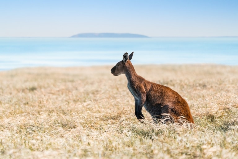 Kangourou dans une prairie sur Kangaroo Island, SA © South Australian Tourism Commission