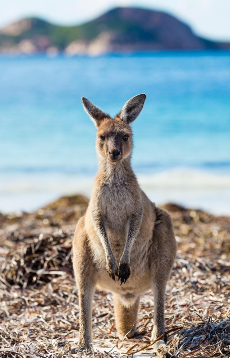Kangourou se tenant dans l'herbe avec l'océan en arrière-plan sur Lucky Bay, Esperance, Australie Occidentale © Tourism Western Australia