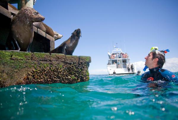 Moonraker Dolphin Swims, Mornington Peninsula, VIC © Visit Victoria