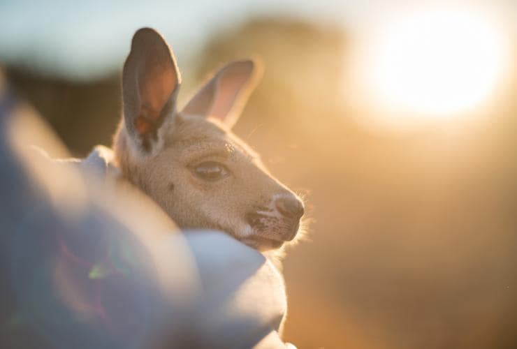 Depuis son enfance, "Brolga" est passionné par les kangourous © Tourism Australia