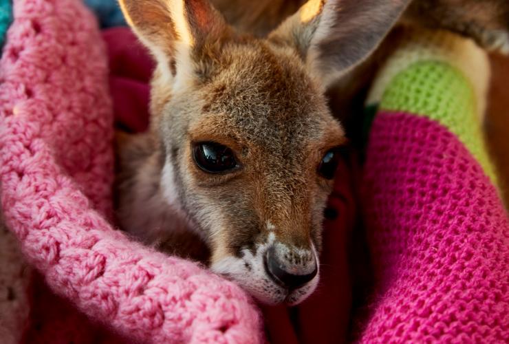 Ce bébé kangourou bien emmitouflé n'est pas stressé, le sanctuaire des kangourous, Alice Springs, Territoire du Nord © Tourism Australia