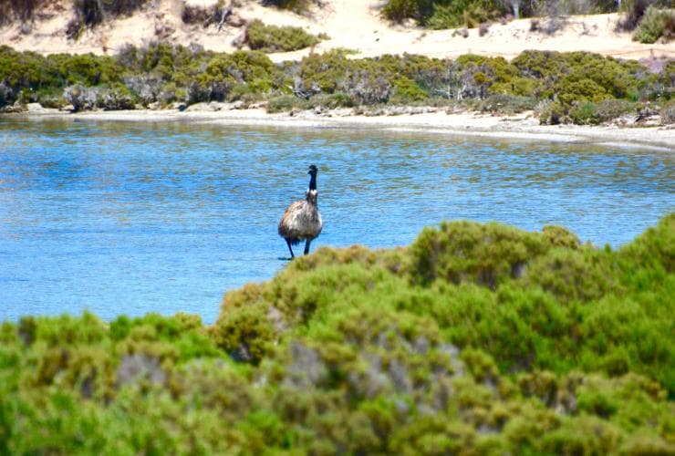 Emu à Coffin Bay National Park sur la péninsuled'Eyre © Australian Coastal Safaris