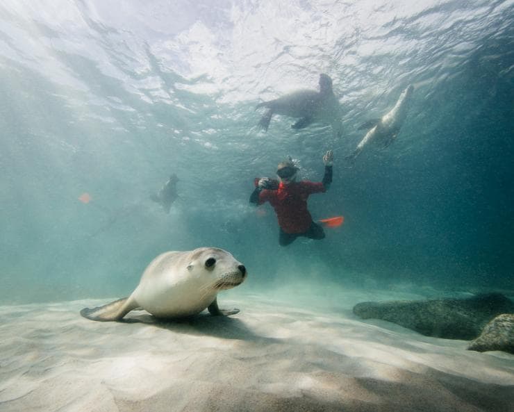 Bei Hopkins Island kann man mit Seelöwen schwimmen © Australian Coastal Safaris / Robert Lang