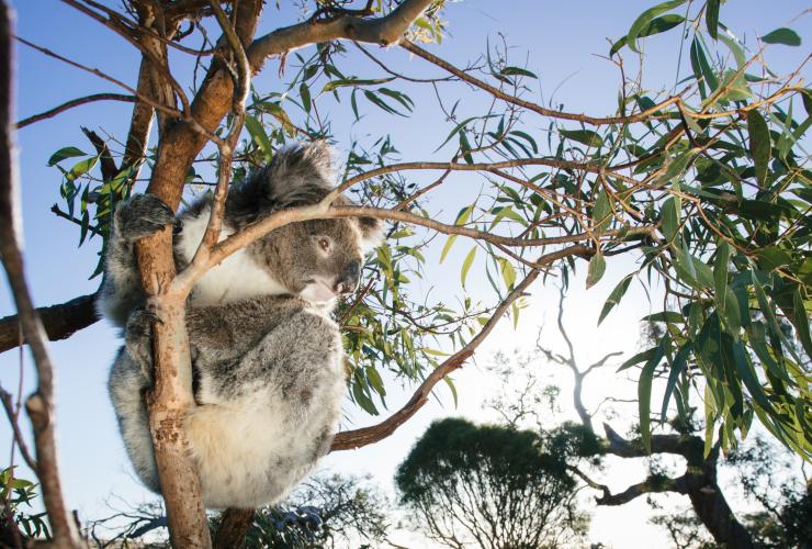 Auf einer Tour von Australia Coastal Safaris kann man Koalas in freier Wildbahn sehen © Australian Coastal Safaris / Robert Lang