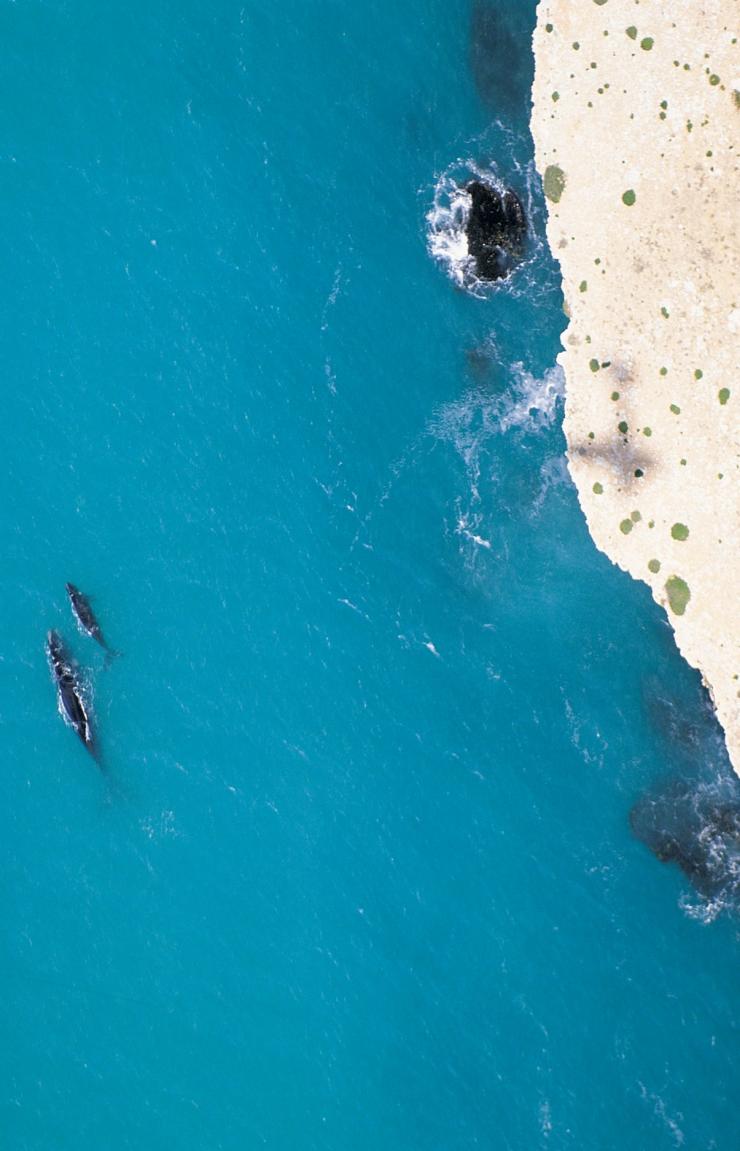 Baleines franches australes à Head of Bight en Australie du Sud © South Australian Tourism Commission/Adam Bruzzone