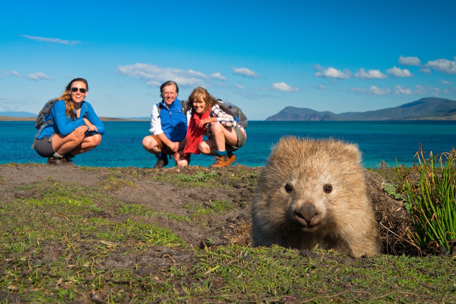 Wombats können auf kurzen Strecken schneller laufen als Usain Bold © The Maria Island Walk