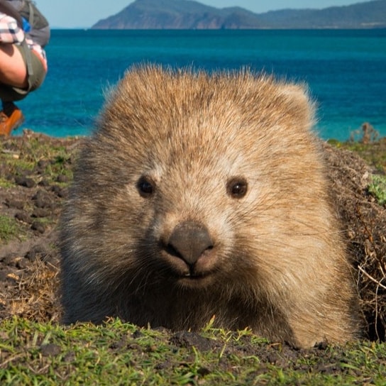 Wombats können auf kurzen Strecken schneller laufen als Usain Bold © The Maria Island Walk