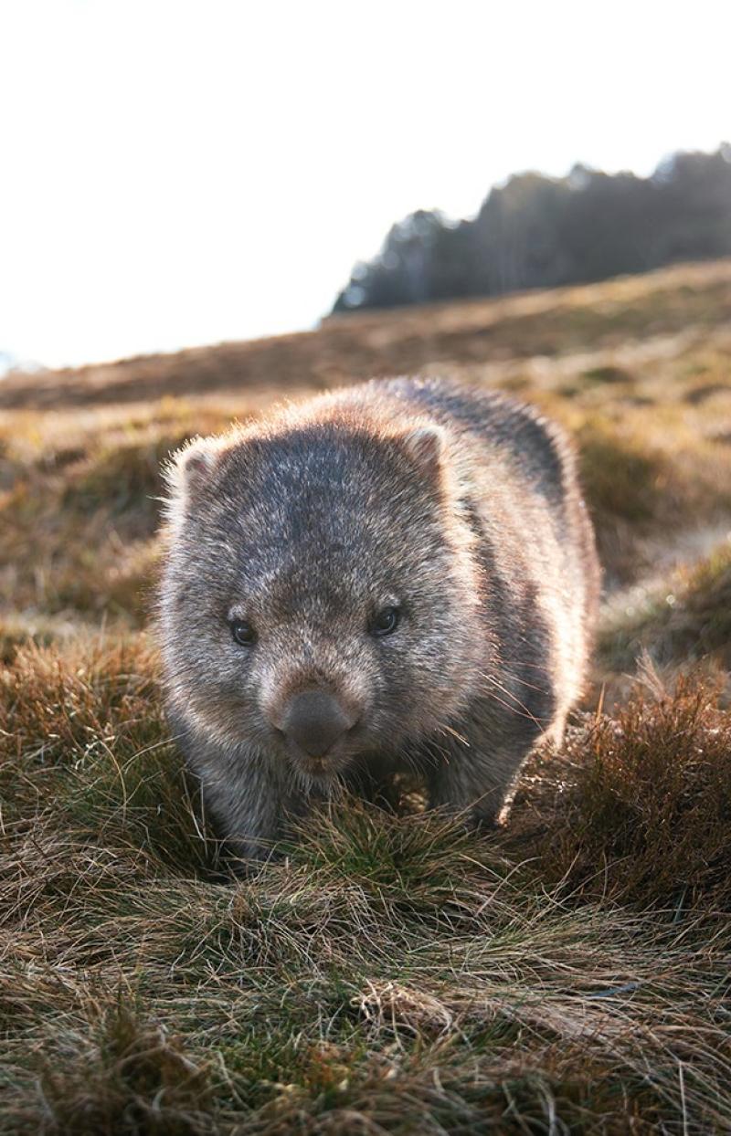 Maria Island est un véritable paradis pour les animaux © Daniel Tran