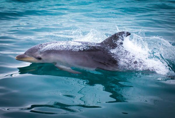 Directement au large des côtes de Maria Island, vous pourrez voir les dauphins de près © Maria Island Walk / Great Walks of Australia