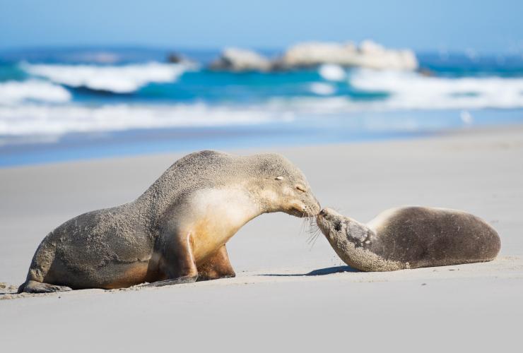 Seal Bay Conservation Park, Kangaroo Island, SA © Ben Goode