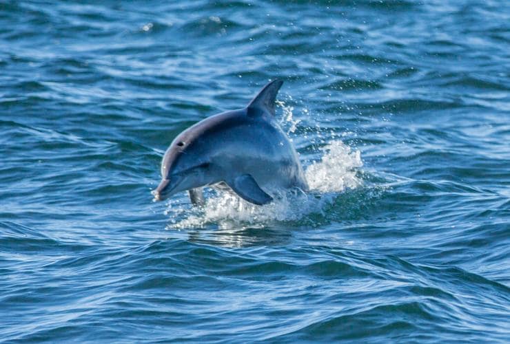 Dolphin, Kangaroo Island, SA © Tourism Australia