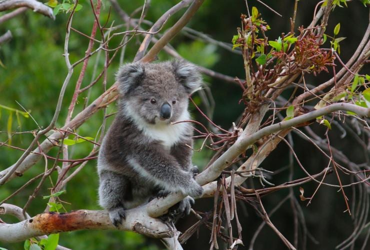 On appelle un bébé koala, un joey © Wildlife Wonders / Mark LePla