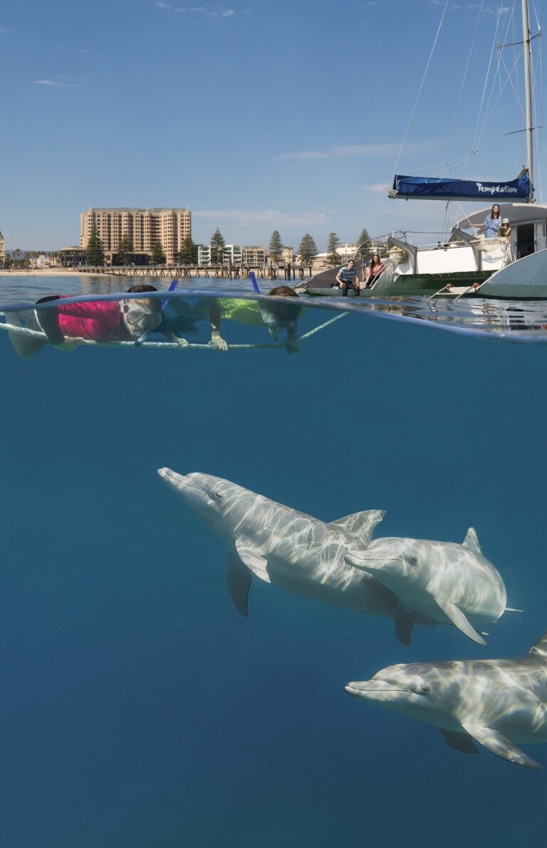 Lors d'un voyage en voilier au large des côtes d'Adelaide, vous pouvez nager avec les dauphins © SATC