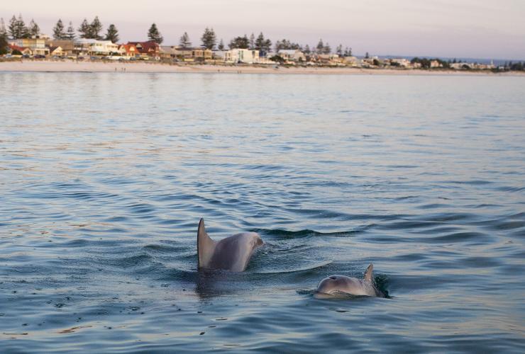 Depuis la plage de Henley Beach, vous pouvez observer les dauphins dans la mer © SATC / Kane Overall 