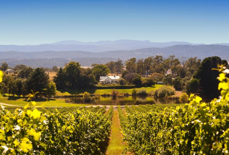 En Tasmanie, chaque vignoble offre un paysage unique, tout comme le Josef Chromy Wines Homestead © Joseph Chromy Wines Pty Ltd