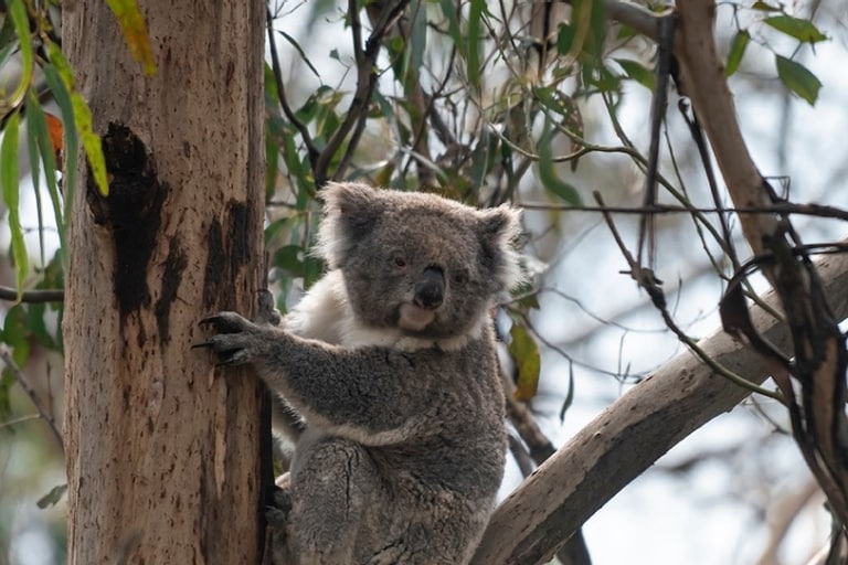 Koala Reserve, Phillip Island, VIC © Tourism Australia 