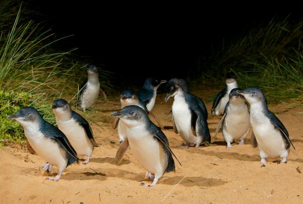 Pingouins, Phillip Island Nature Park, Phillip Island, VIC © Tourism Australia