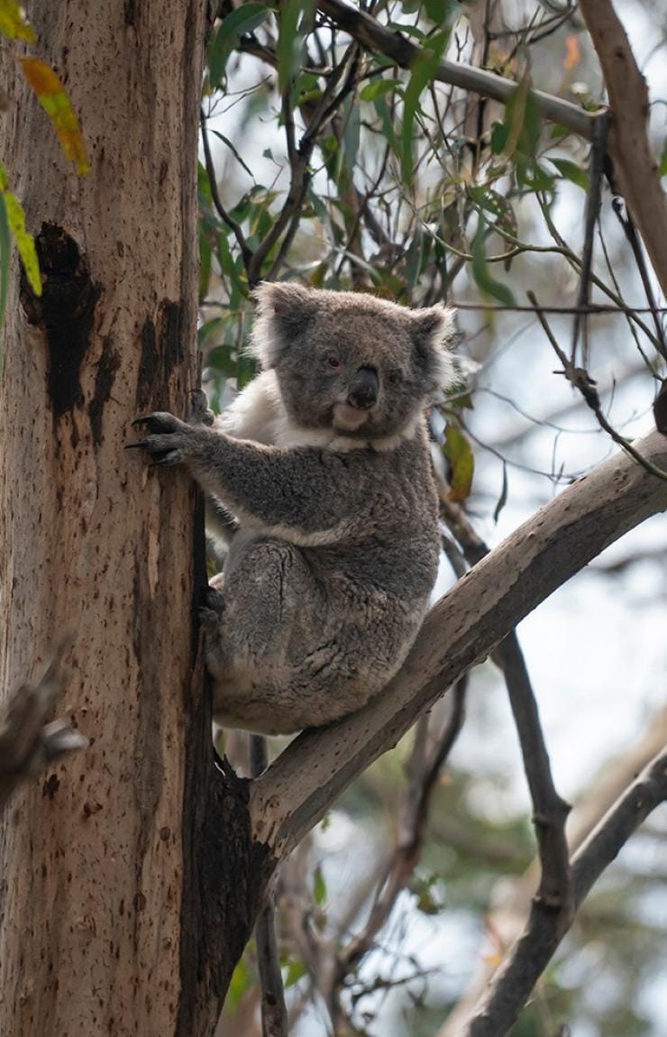 Koala Reserve, Phillip Island, VIC © Tourism Australia 
