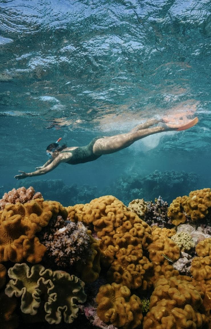 Dreamtime Dive and Snorkel, Cairns, Queensland © Tourism Australia