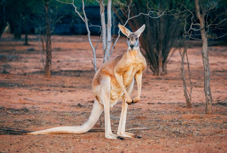 Kangourou au Alice Springs Kangaroo Sanctuary, Alice Springs, NT © Tourism NT/Jewels Lynch