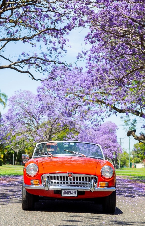 Une voiture de collection rouge sur une route bordée de jacarandas en fleurs © Destination NSW