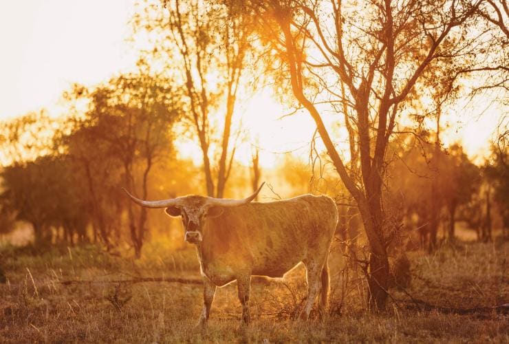 Bovins Longhorn du Texas, Charters Towers, Queensland © Melissa Findley, Tourism and Events Queensland
