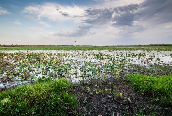 Mamukala Wetlands, Kakadu, NT © Tourism NT/Navin Chandra 